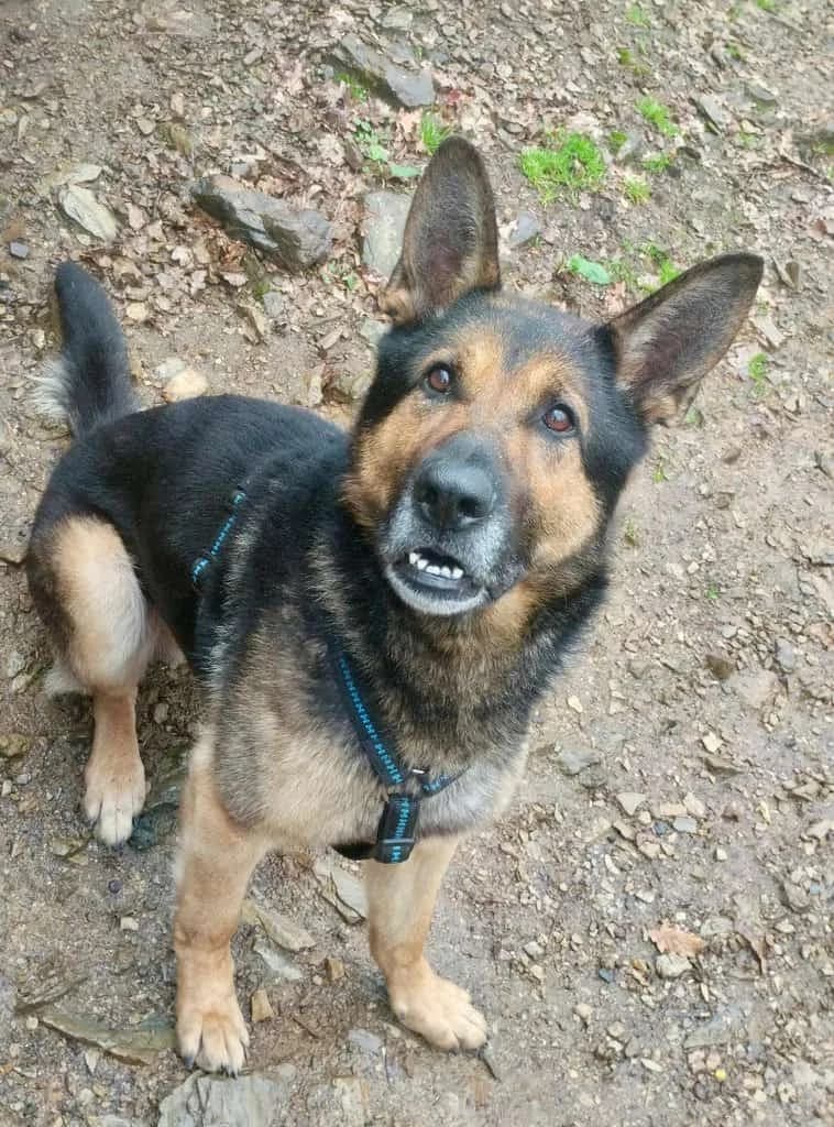 Kahlua, black and tan male Mixed Breed for adoption at Tierheim Siegen, Siegen