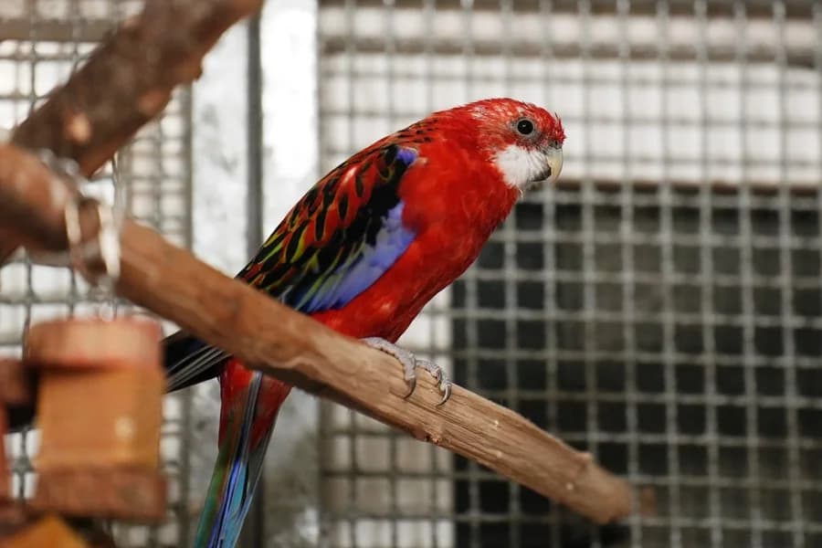Kai, male mixed breed for adoption at Tierheim Ludwigsburg, Ludwigsburg