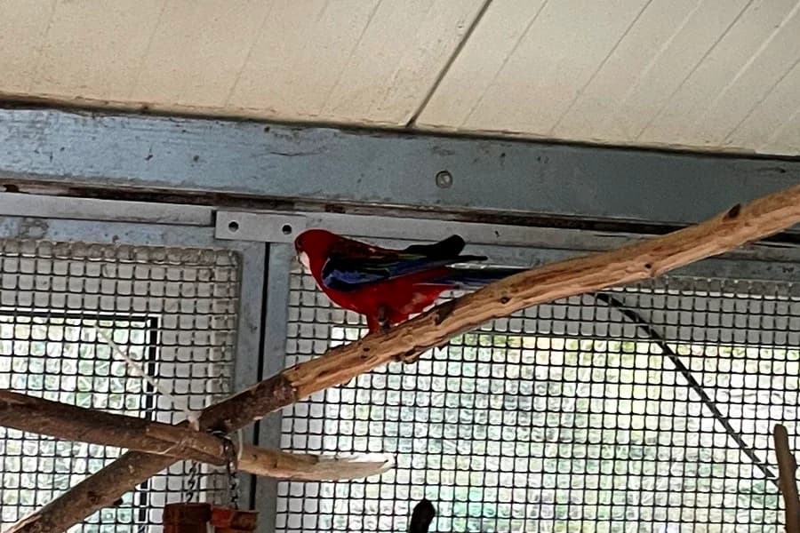 Kai, red male mixed breed for adoption at Tierheim Ludwigsburg, Ludwigsburg — photo 2 of 3