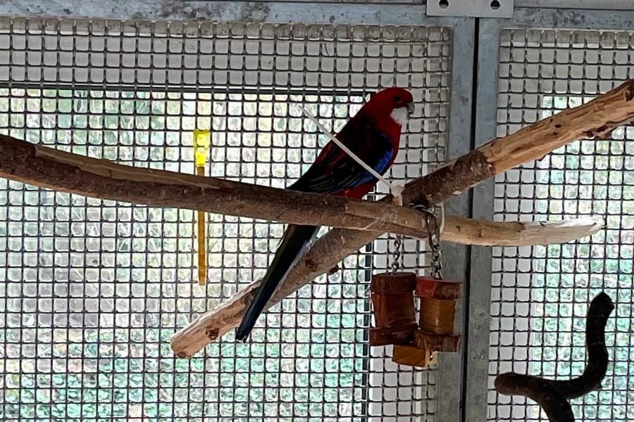 Kai, red male mixed breed for adoption at Tierheim Ludwigsburg, Ludwigsburg — photo 3 of 3