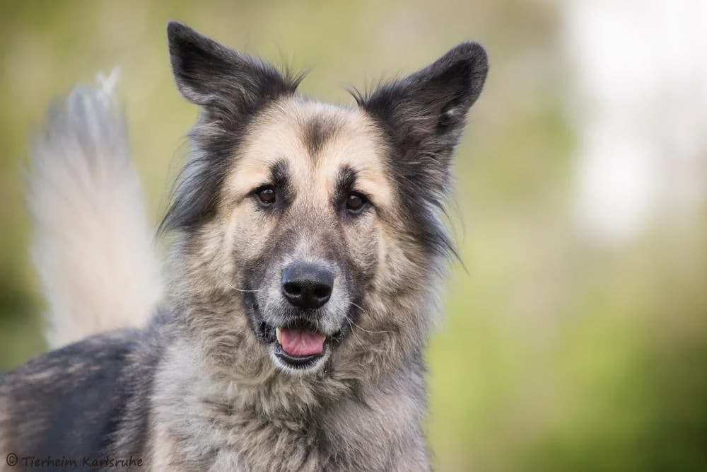 Kaja, female senior Mixed Breed for adoption at Tierheim Karlsruhe, Karlsruhe