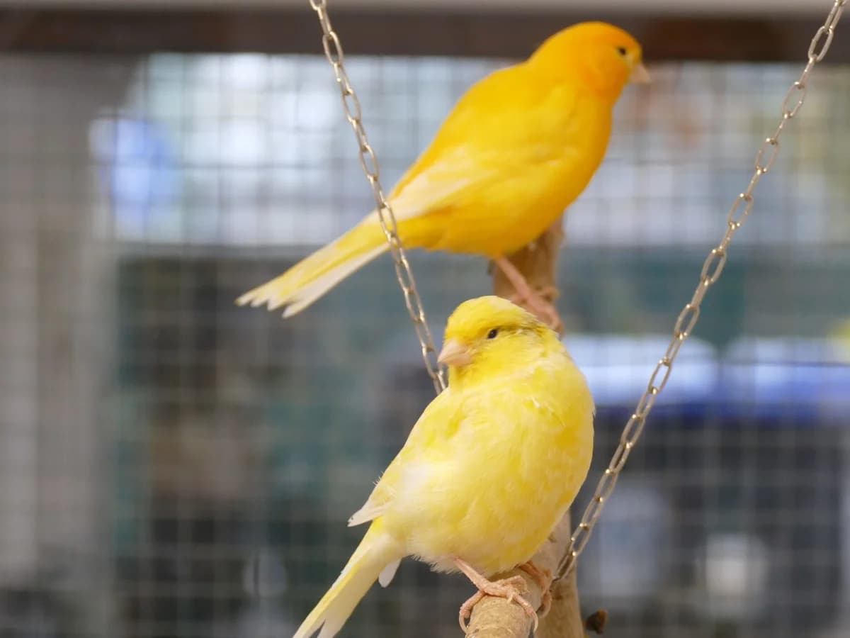 Kanarienvögel,  Mixed Breed for adoption at Tierheim Halle, Halle