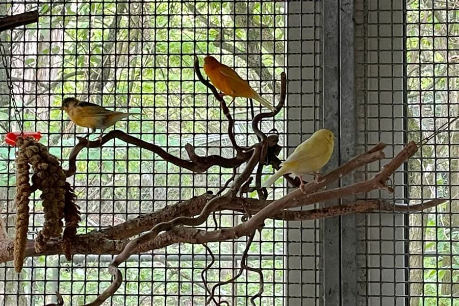 Kanarienvögel,  mixed breed for adoption at Tierheim Ludwigsburg, Ludwigsburg