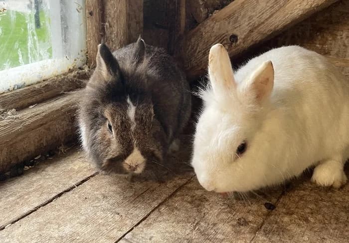 Kaninchenböcke,  Mixed Breed for adoption at Tierheim Paderborn, Paderborn