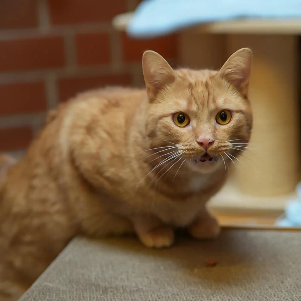 Sony, male mixed breed for adoption at Tierheim Essen, Essen