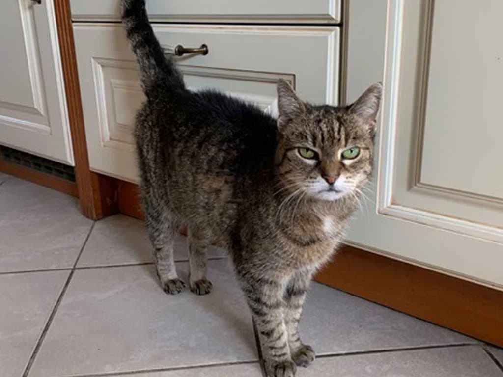 Katze Lissy, senior Mixed Breed for adoption at Tierschutzverein Wolfsburg