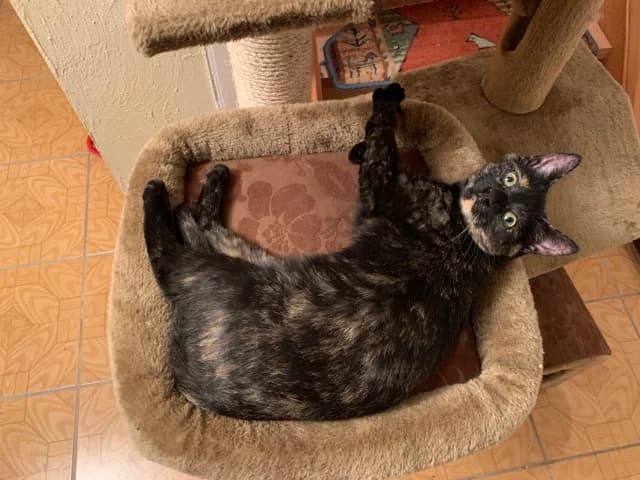 Katze LOTTI, Mixed Breed (Tierschutzverein Wolfsburg)