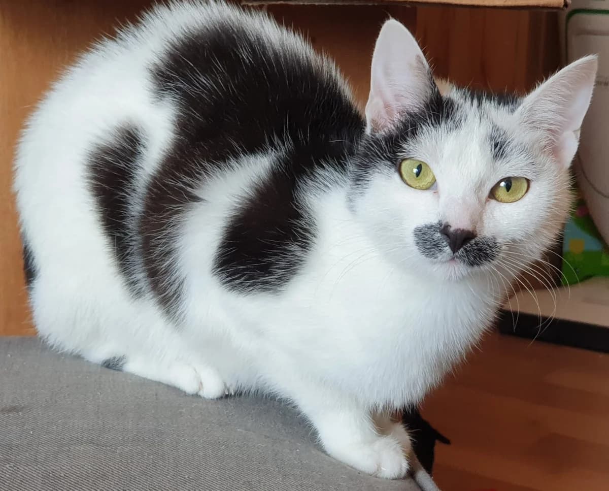 Katze Maja, puppy Mixed Breed for adoption at Tierschutzverein Wolfsburg