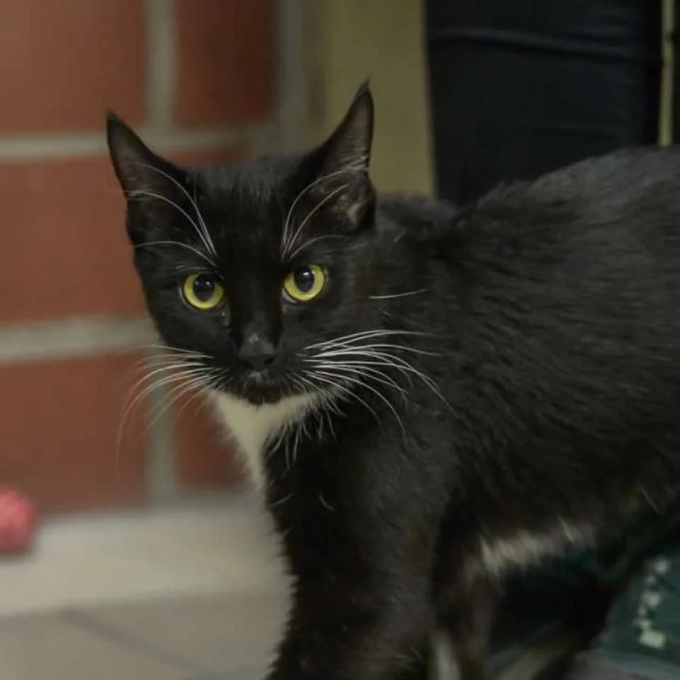 Shivani, female mixed breed for adoption at Tierheim Essen, Essen