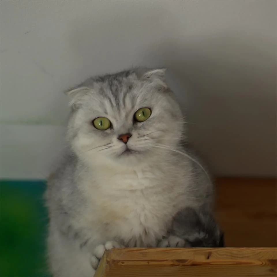 Rogsana, female Scottish Fold for adoption at Tierheim Essen, Essen