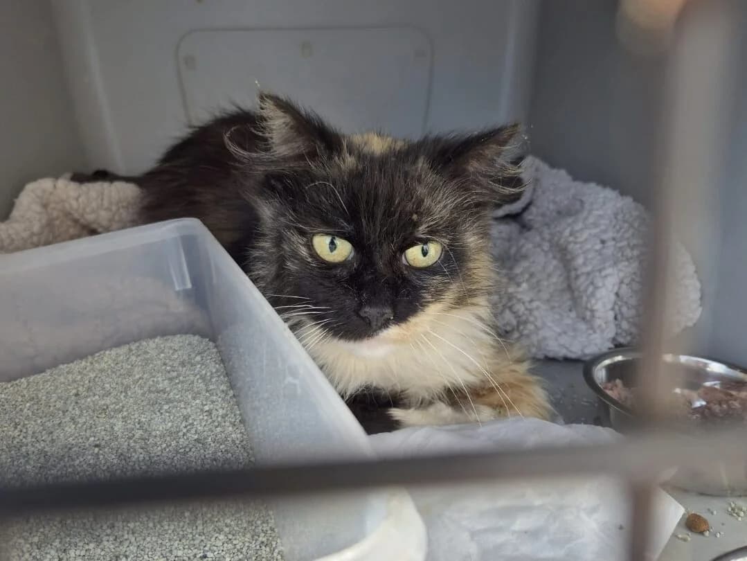 Kendra- Pflegestelle möglich,  Domestic Shorthair for adoption at Tierheim Halle, Halle