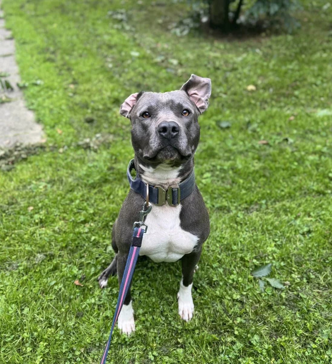 Kevin - Charakterkopf mit klarem Anspruch, male 4yo American Staffordshire Terrier for adoption at Tierheim Oldenburg, Oldenburg