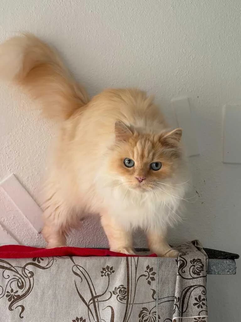 Kimba, female Mixed Breed Cat for adoption at Tierheim Siegen, Siegen