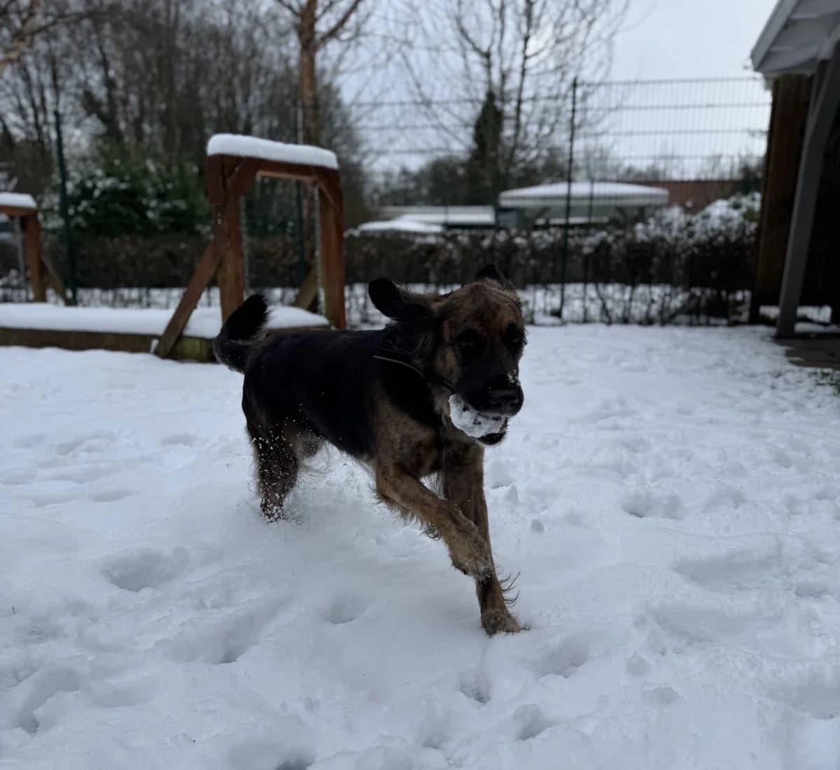 Kina - liebevoller Wirbelwind, female 4yo Mixed Breed for adoption at Tierheim Oldenburg, Oldenburg