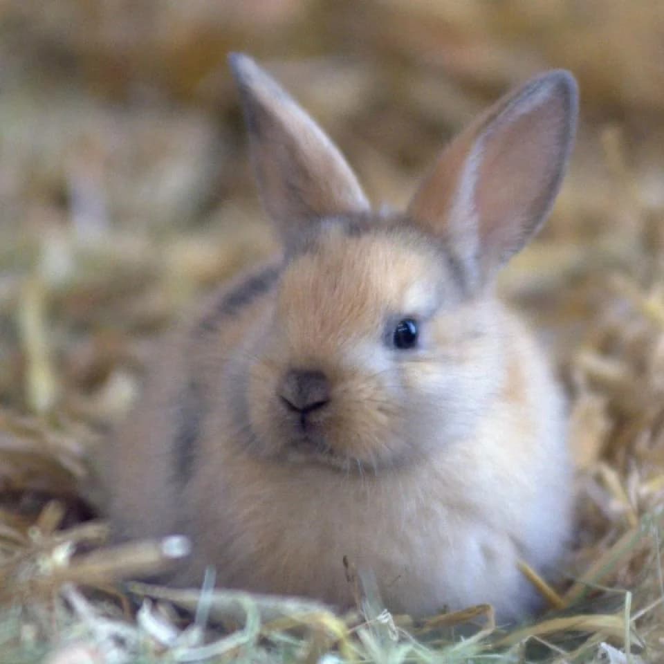 Kaninchen, male mixed breed for adoption at Tierheim Essen, Essen