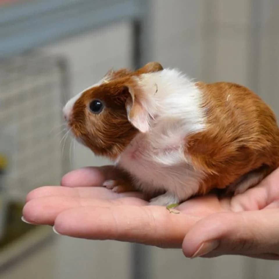 Meerschweinchen, male mixed breed for adoption at Tierheim Essen, Essen