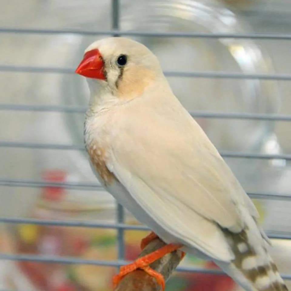 Vögel, male mixed breed for adoption at Tierheim Essen, Essen