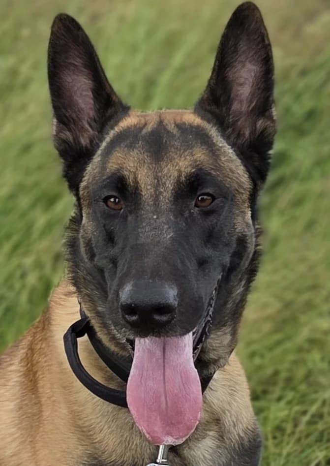 Kong, male Belgian Malinois for adoption at Tierheim Schlage