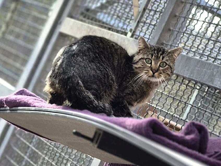 Kurt, male Mixed Breed Cat for adoption at Tierschutzverein Trier und Umgebung e.V.