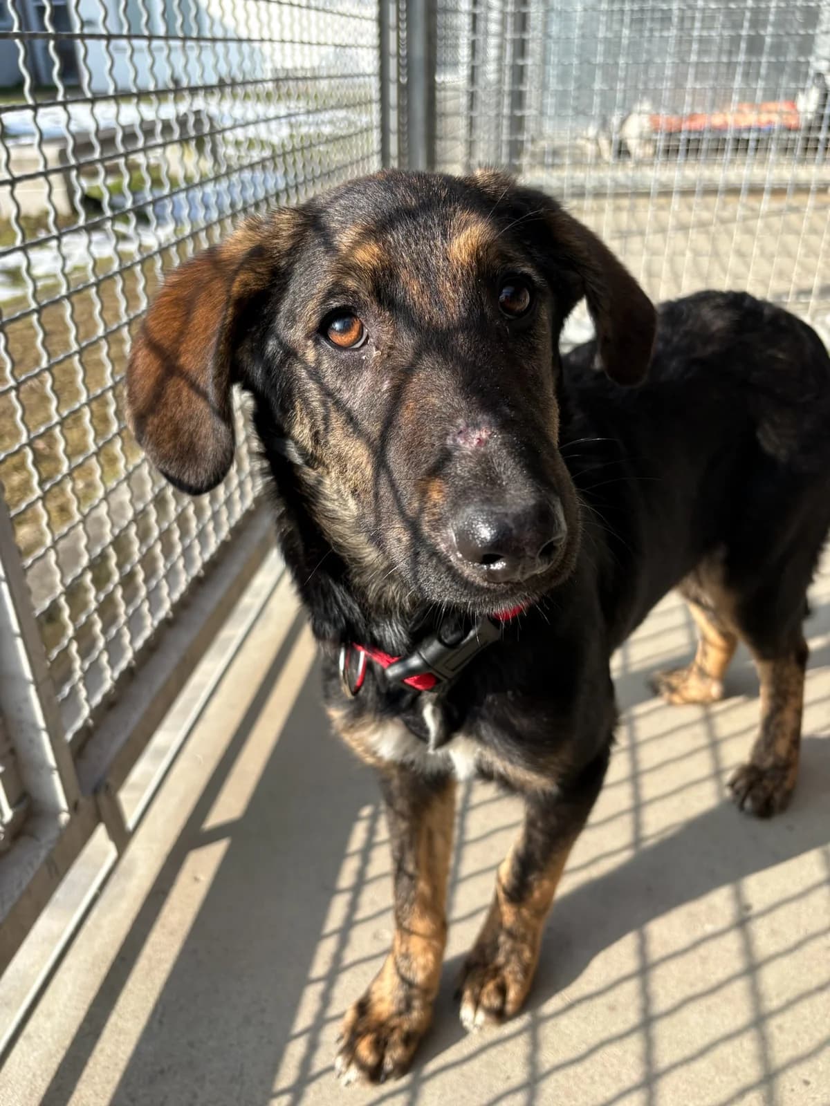 Kyra,  senior Mixed Breed for adoption at Hund-tut-gut e.V., Sehnde