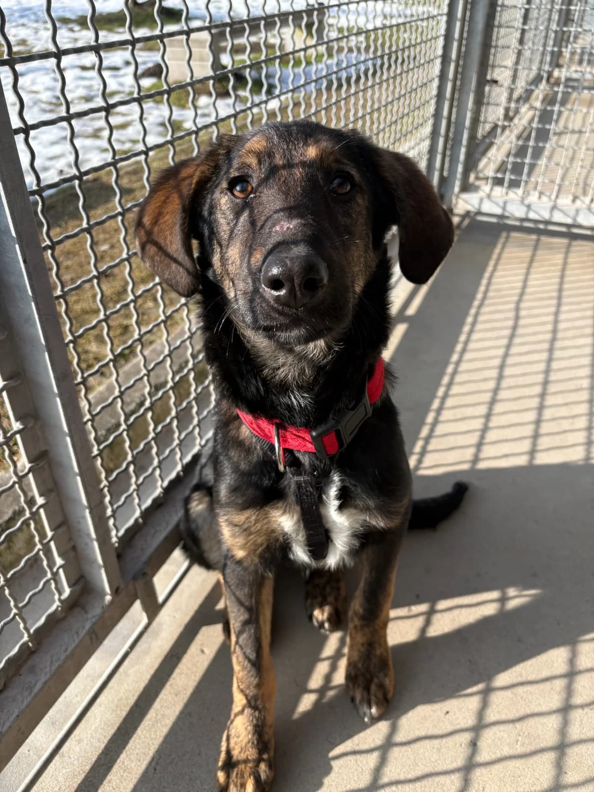 Kyra, black and tan female German Shepherd for adoption at Tierheim Augsburg, Augsburg — photo 2 of 2