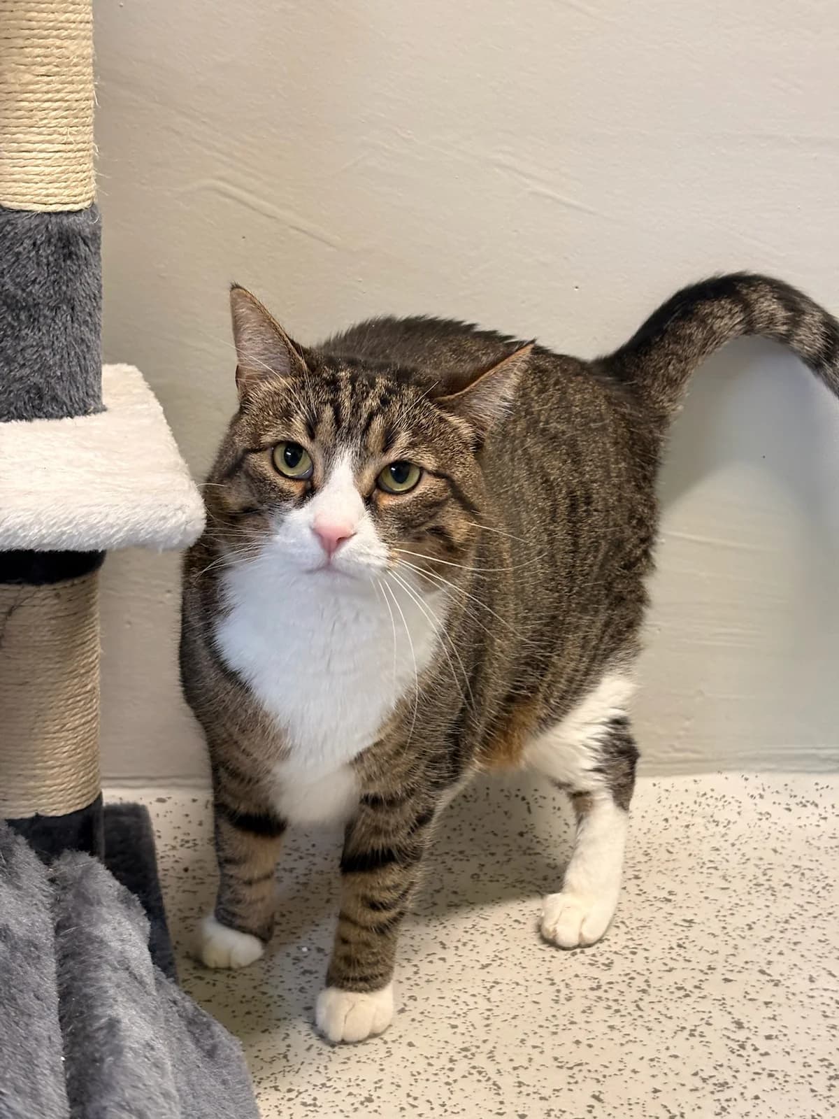 Lalissi, brown tabby female Mixed Breed for adoption at Tierheim Augsburg, Augsburg