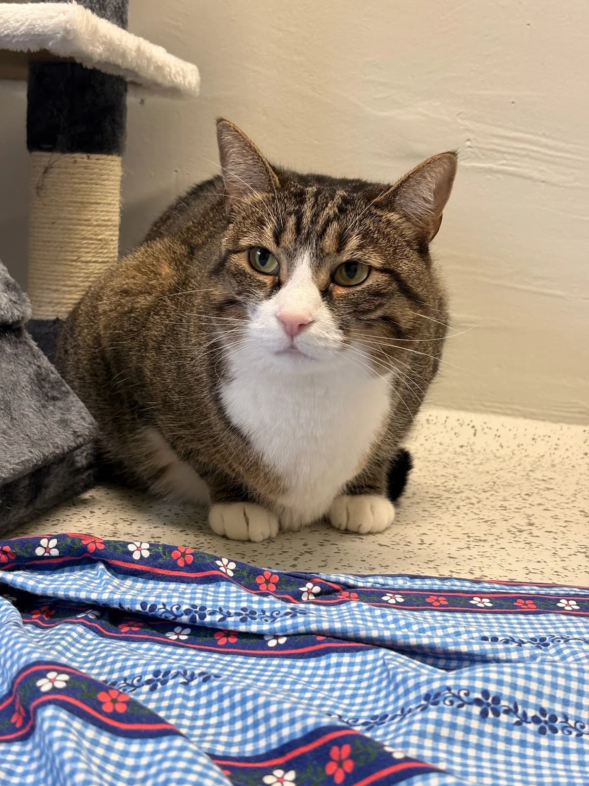 Lalissi, brown tabby female Mixed Breed for adoption at Tierheim Augsburg, Augsburg — photo 2 of 2