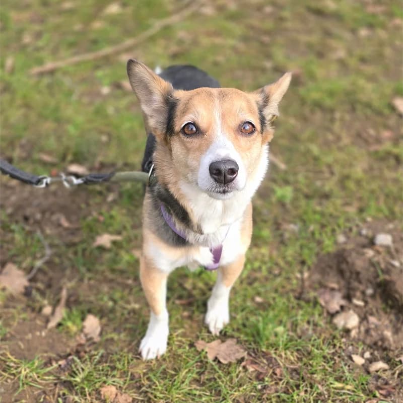 Lana, female 6yo Jack Russell Terrier for adoption at Tierheim Hannover, Hannover