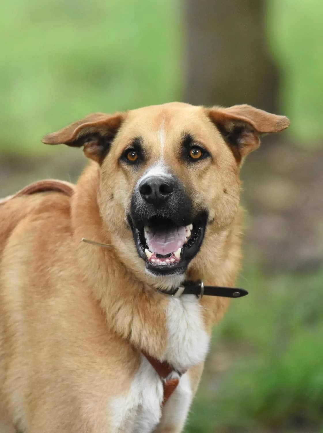 Lando, male senior Mixed Breed for adoption at Tierheim Siegen, Siegen