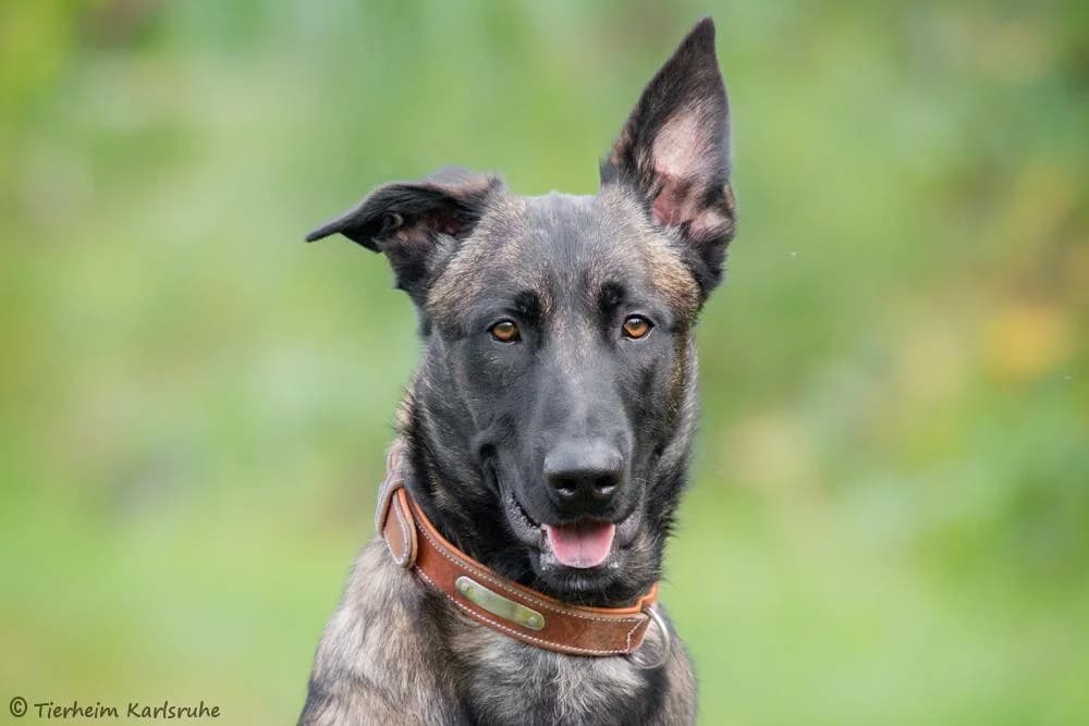 Lasko, male 6yo Mixed Breed for adoption at Tierheim Karlsruhe, Karlsruhe