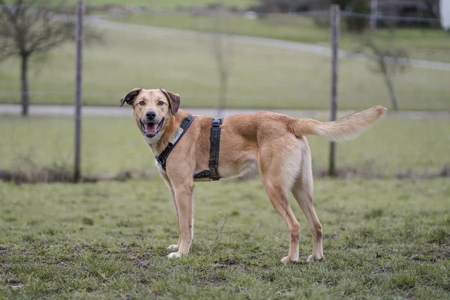 Lasse, male 4yo Mixed Breed for adoption at Tierheim Ludwigsburg, Ludwigsburg