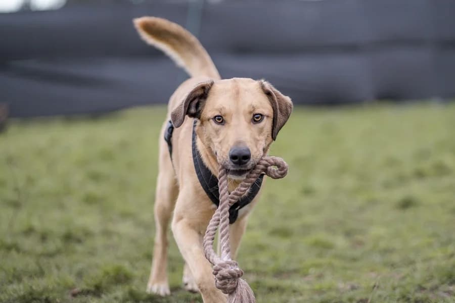 Lasse, yellow male Mixed Breed for adoption at Tierheim Ludwigsburg, Ludwigsburg — photo 2 of 2
