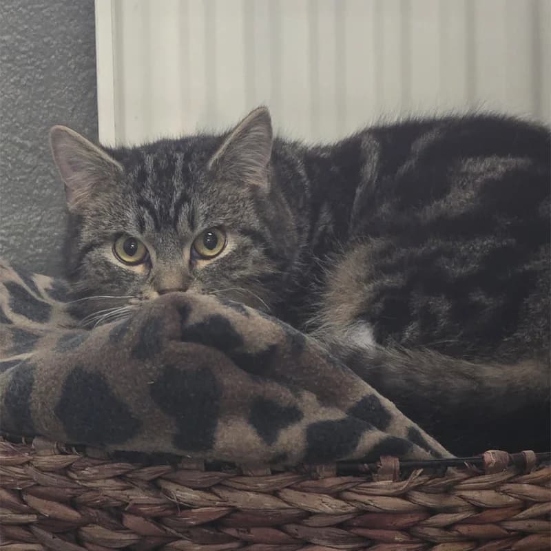 Lauro+Lorino+Lilou photo 4