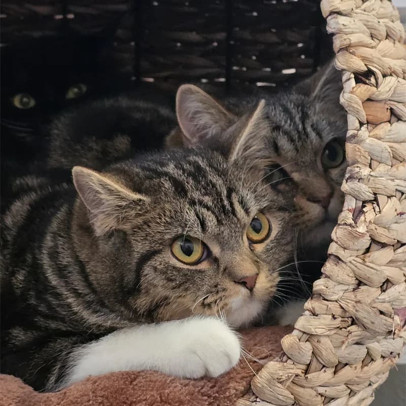 Lauro+Lorino+Lilou photo 5