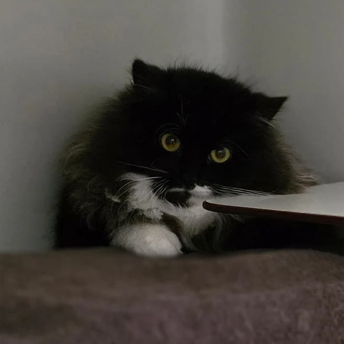 Lauro+Lorino+Lilou photo 6