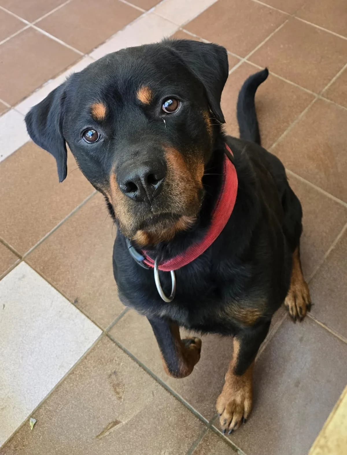 Lennox, Rottweiler (Tierschutzverein Trier und Umgebung e.V.)