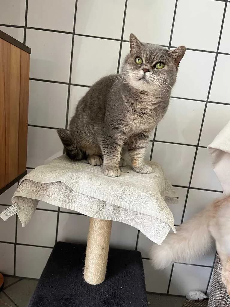 Lilli, female Mixed Breed Cat for adoption at Tierheim Siegen, Siegen