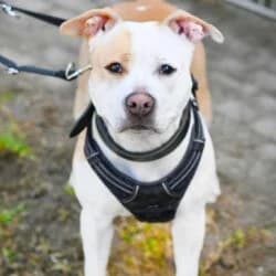 Lilo, female young Staffordshire Bull Terrier for adoption at Tierheim Berlin, Berlin
