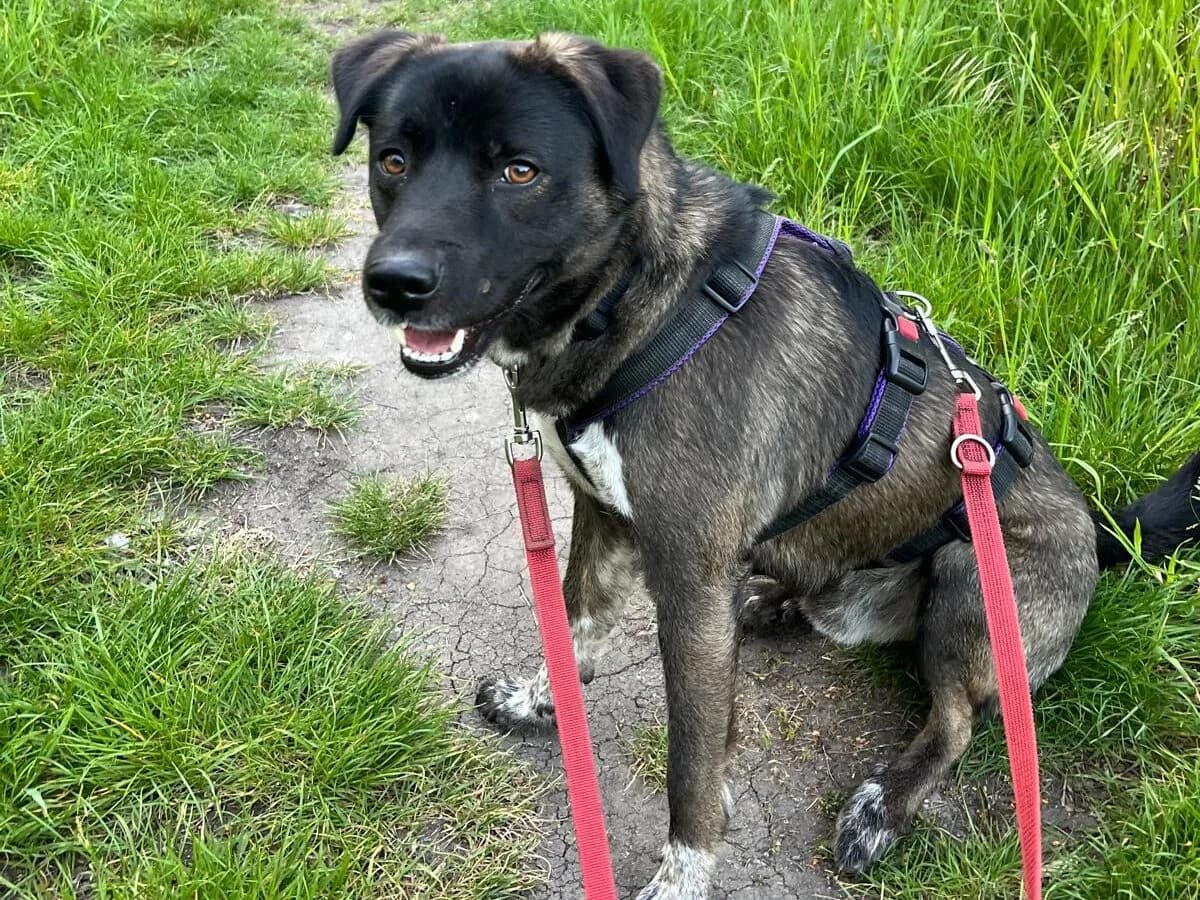 Limo,  Mixed Breed for adoption at Tierheim Halle, Halle