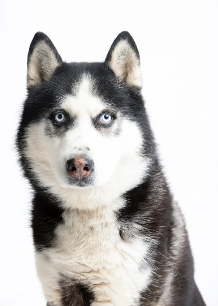 Loki, male Mixed Breed for adoption at Griechische Pfötchen suchen ein Zuhause e.V., Norderstedt