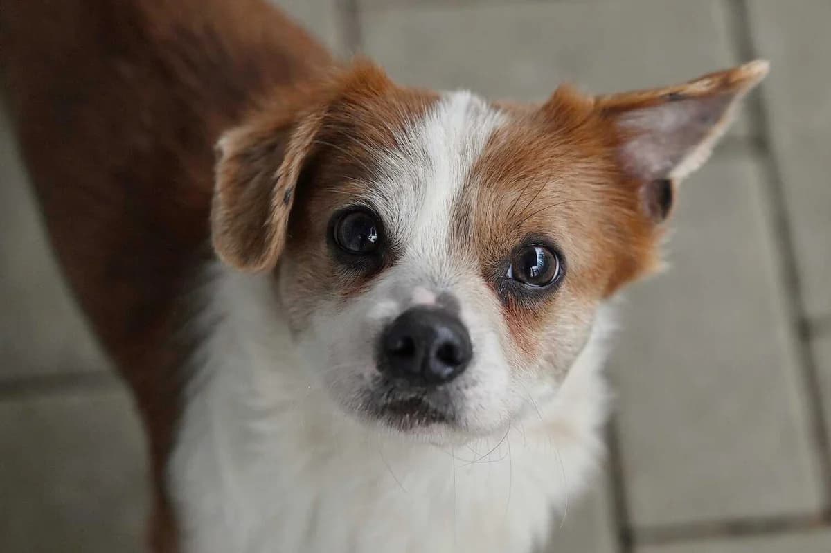 Loki, male 5yo Mixed Breed for adoption at Tierheim Siegen, Siegen