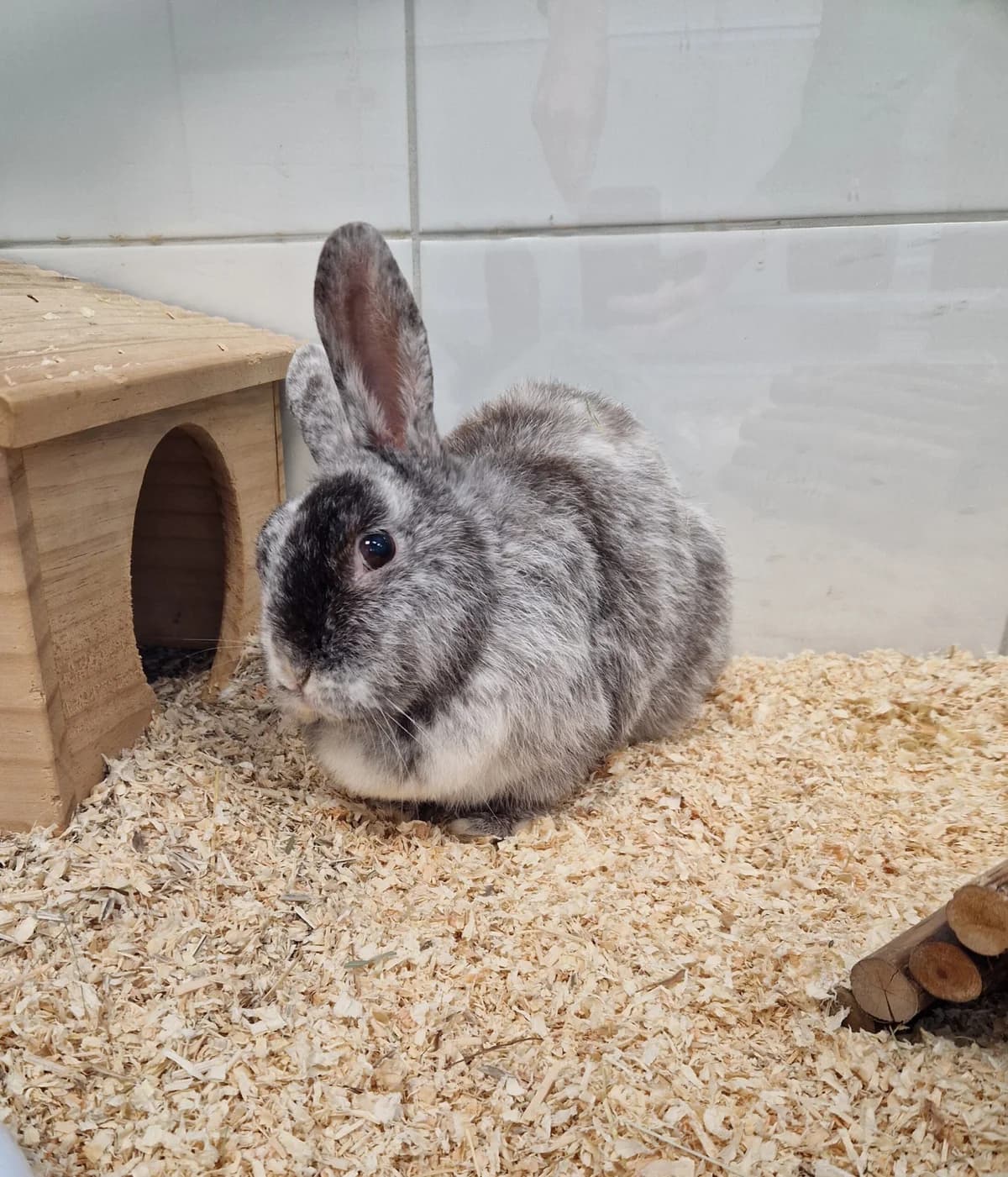 Lola, female mixed breed for adoption at Tierheim Ulm, Ulm