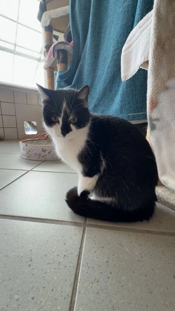 Lorena, female Mixed Breed Cat for adoption at Tierheim Siegen, Siegen