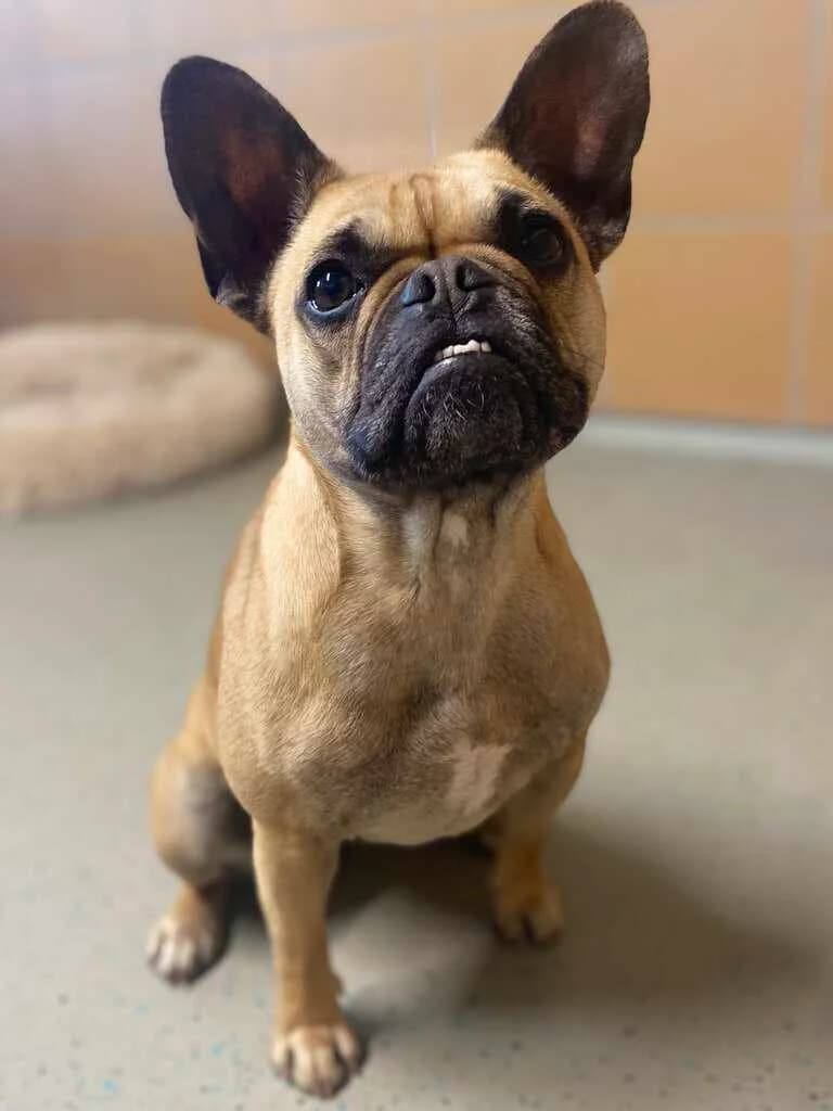 Lotti, male 3yo Mixed Breed for adoption at Tierheim Siegen, Siegen