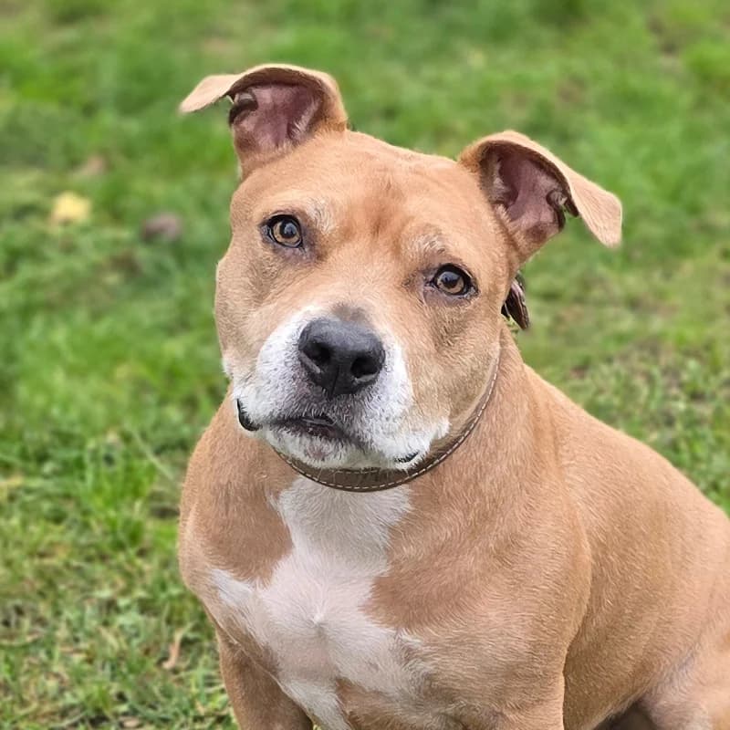 Louise, female Staffordshire Bull Terrier for adoption at Tierheim Hannover, Hannover