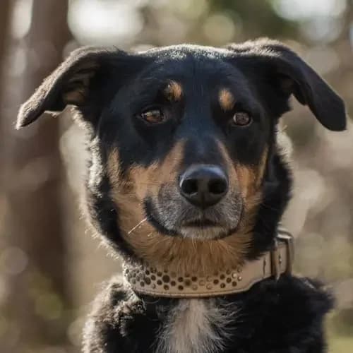 Lucky, male 5yo Mixed Breed for adoption at Tierheim Köln, Cologne