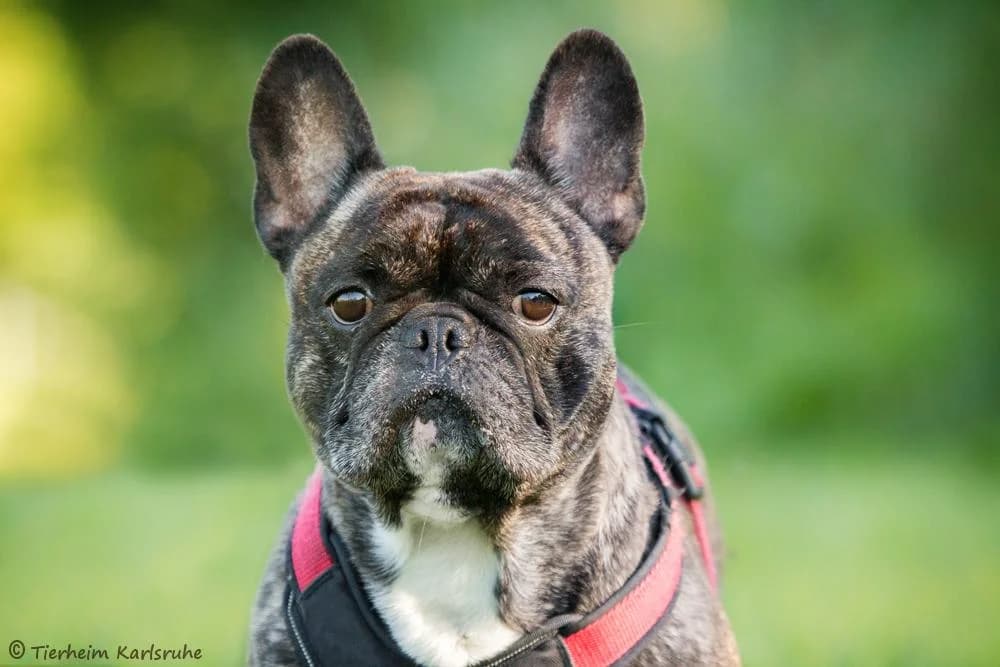 Lucky, male 4yo Mixed Breed for adoption at Tierheim Karlsruhe, Karlsruhe