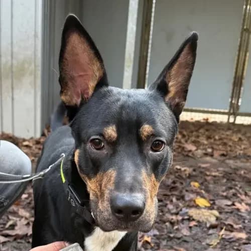 Lucky, male young Mixed Breed for adoption at Tierheim Köln, Cologne
