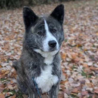 Lucy, female Akita for adoption at Tierheim Würzburg, Würzburg