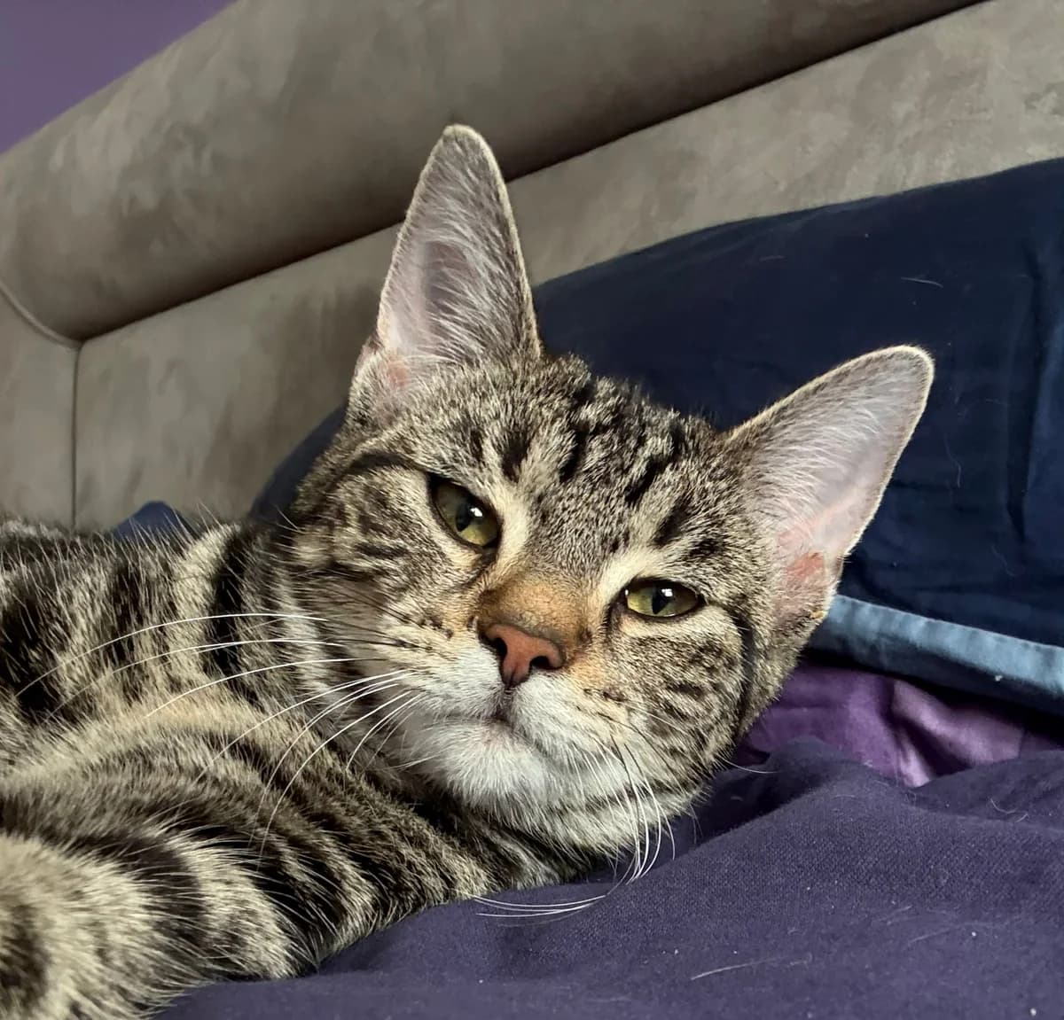 Lucy,  Mixed Breed Cat for adoption at Tierheim Paderborn, Paderborn